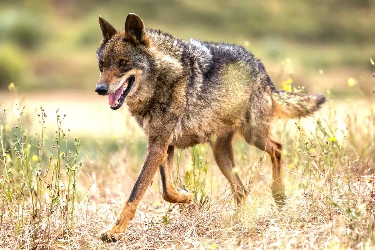 lobo ibérico