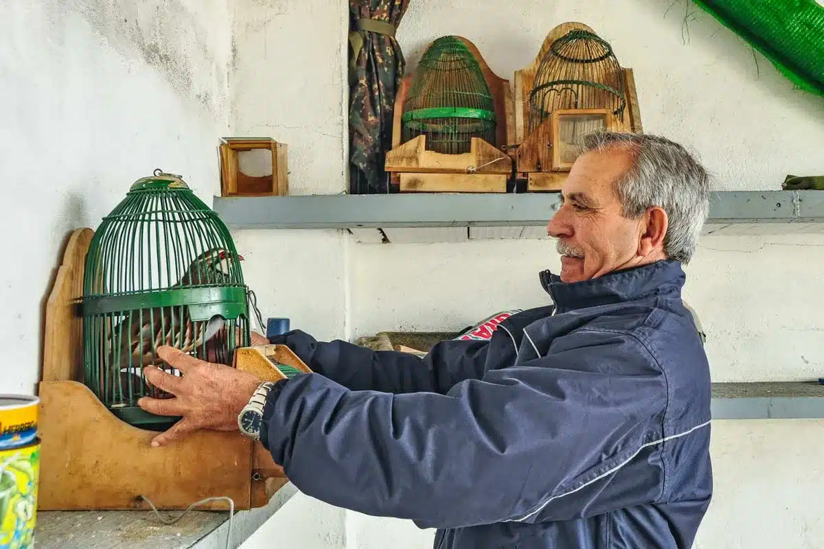 Cazador de perdiz con reclamo.