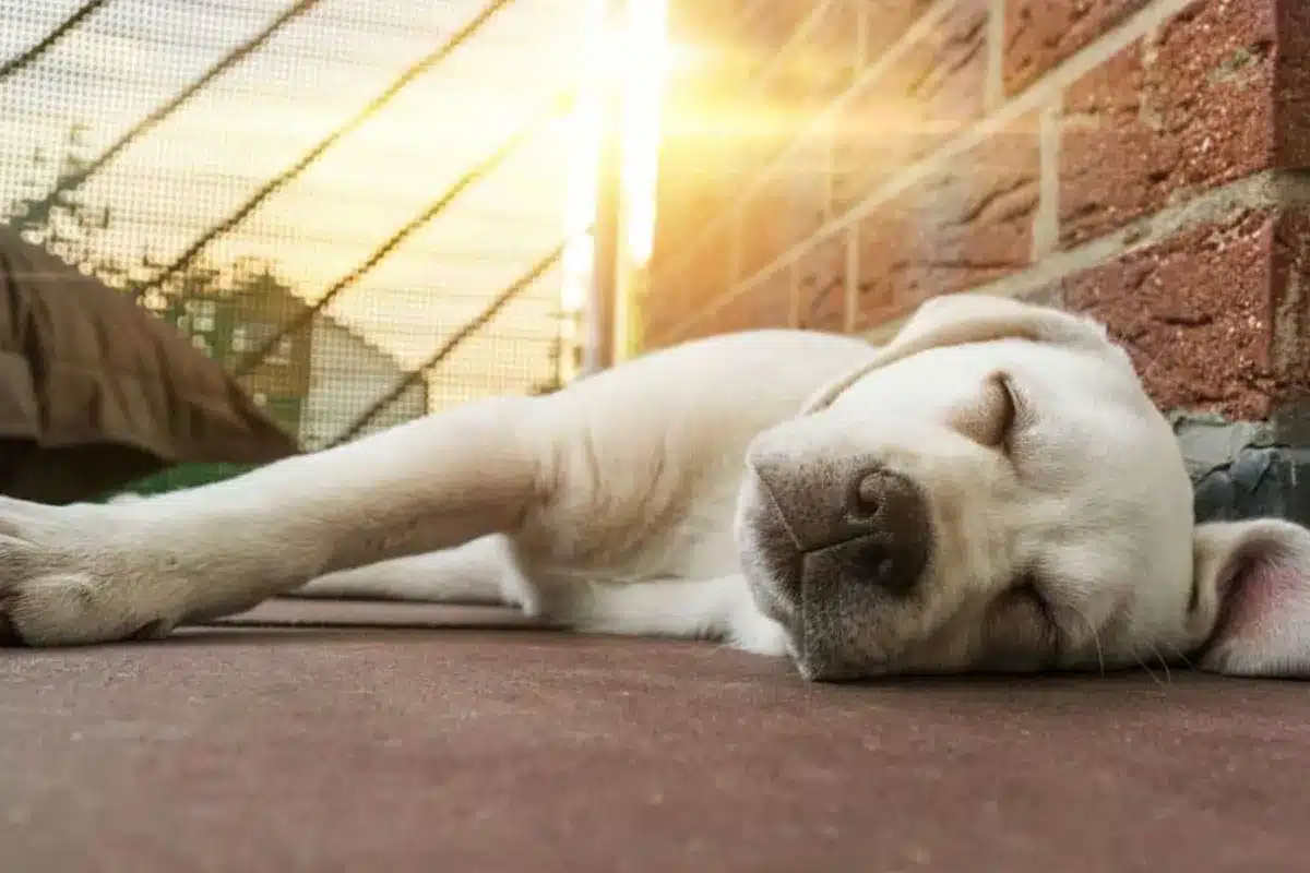 perro patio