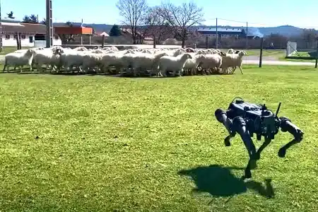 perros pastores robots