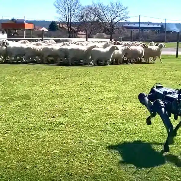 perros pastores robots