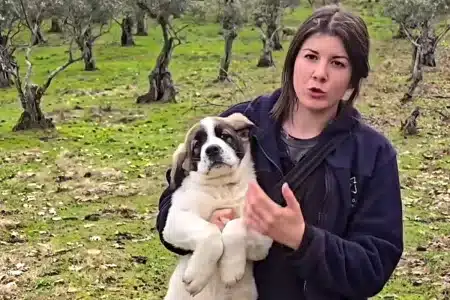 que hacer mastín pastora