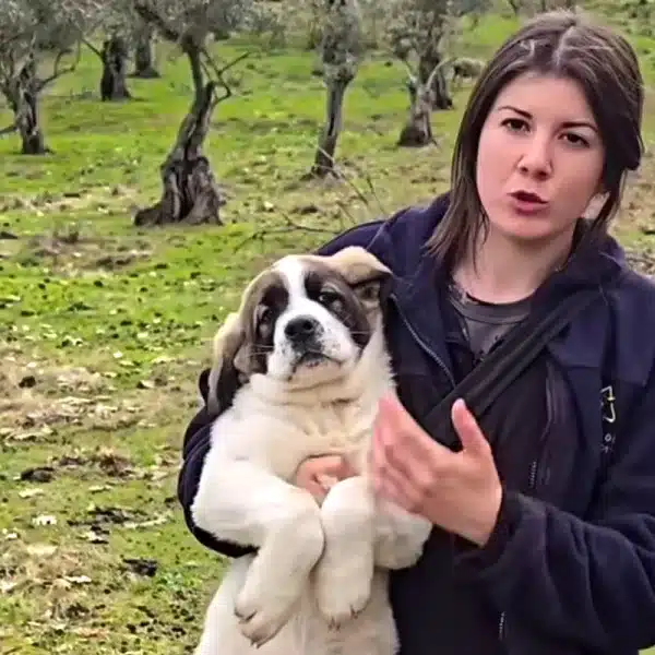 que hacer mastín pastora