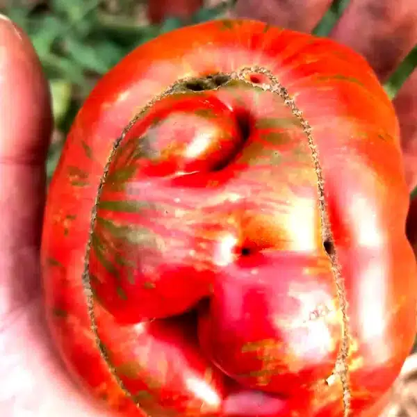 Tomate hace más de cien años