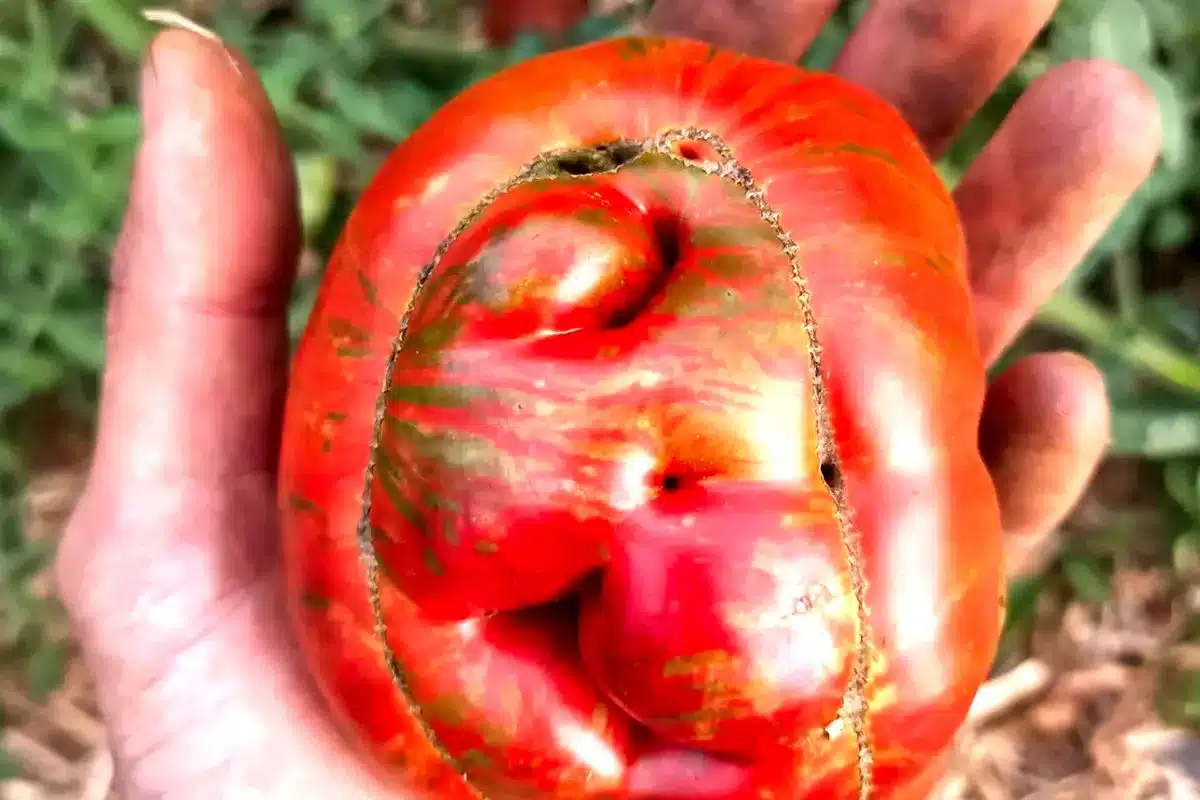 Tomate hace más de cien años