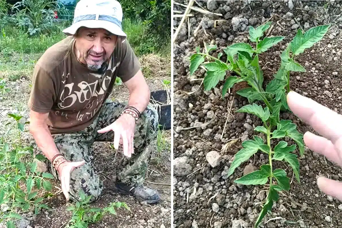 truco hombre de campo tomates