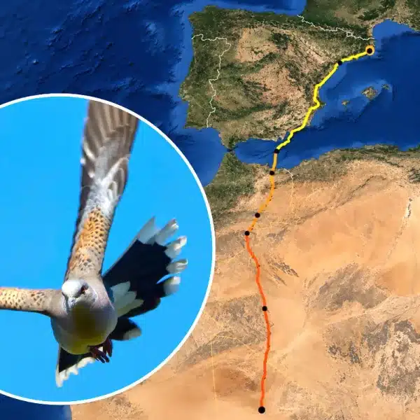 Viaje tórtola 3.000 km Tarragona Sahel