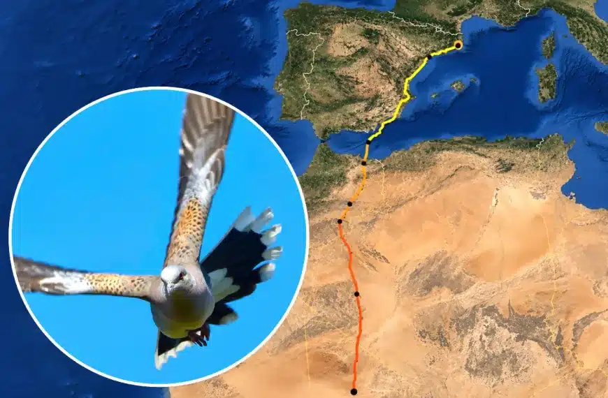 Viaje tórtola 3.000 km Tarragona Sahel