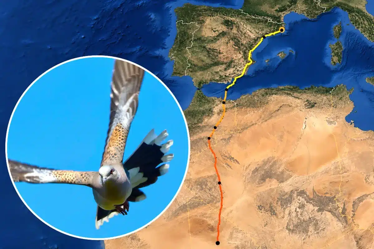 Viaje tórtola 3.000 km Tarragona Sahel