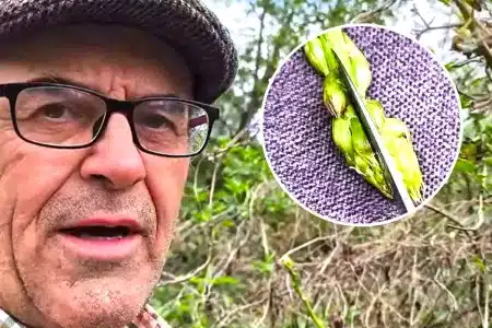 vídeo hombre de campo avisa plaga espárragos