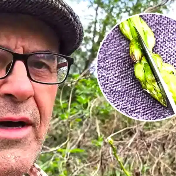 vídeo hombre de campo avisa plaga espárragos