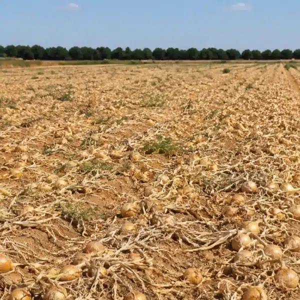 Agricultor destruye campo 250.000 kilos cebollas