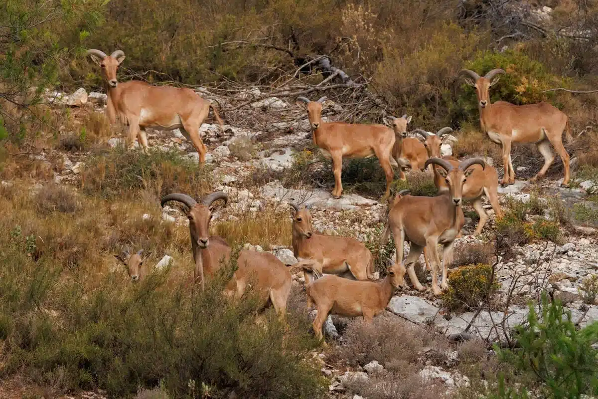 Grupo de Arruis en Alcoy.