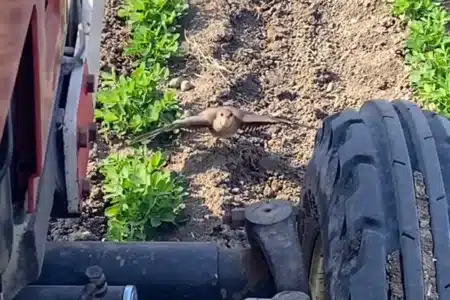ave para tractor agricultor