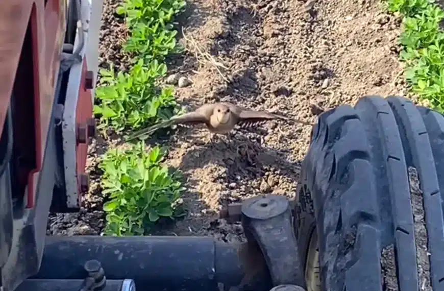 ave para tractor agricultor