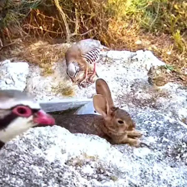 cazadores aportan agua fauna ola de calor