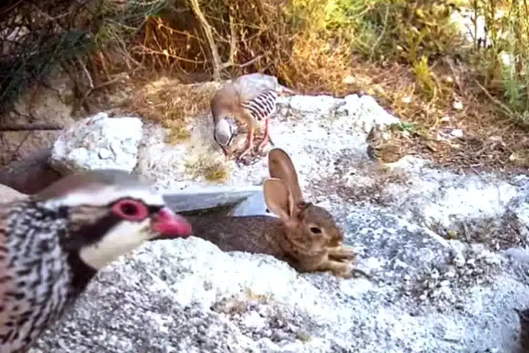 cazadores aportan agua fauna ola de calor