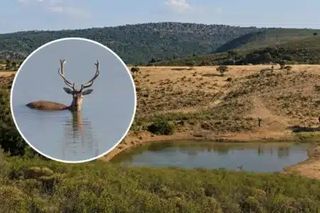 ciervo charca Monfragüe