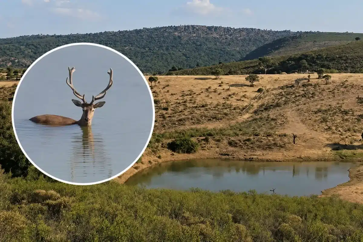 ciervo charca Monfragüe
