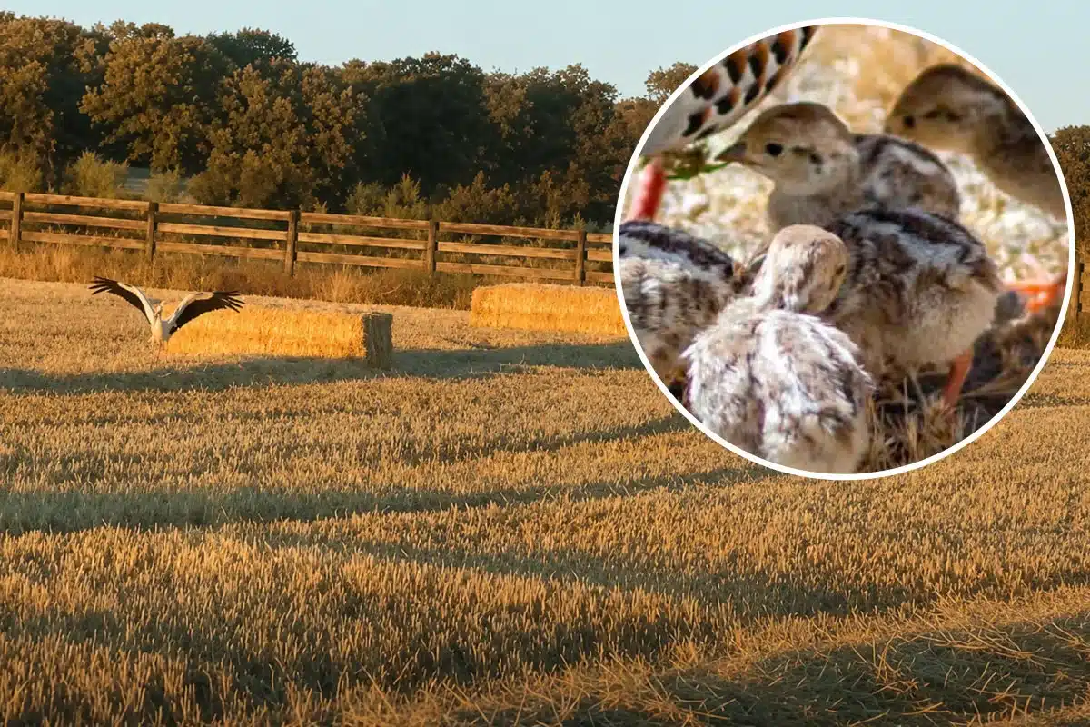 Cigüeña come pollos perdiz