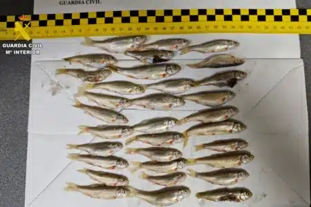 Denunciados peces protegidos Burgos
