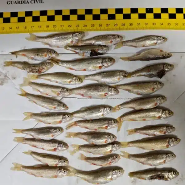 Denunciados peces protegidos Burgos