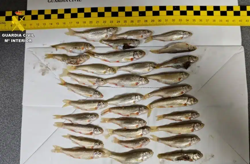 Denunciados peces protegidos Burgos