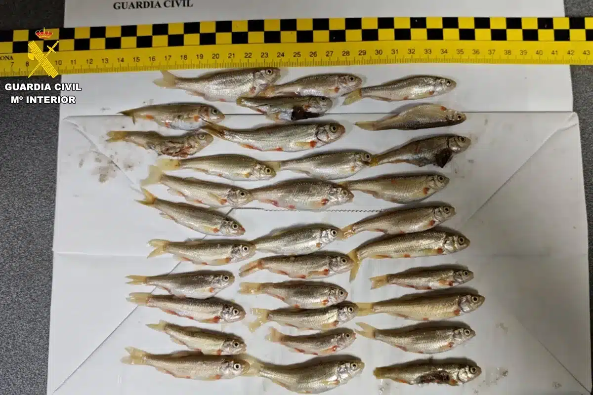 Denunciados peces protegidos Burgos