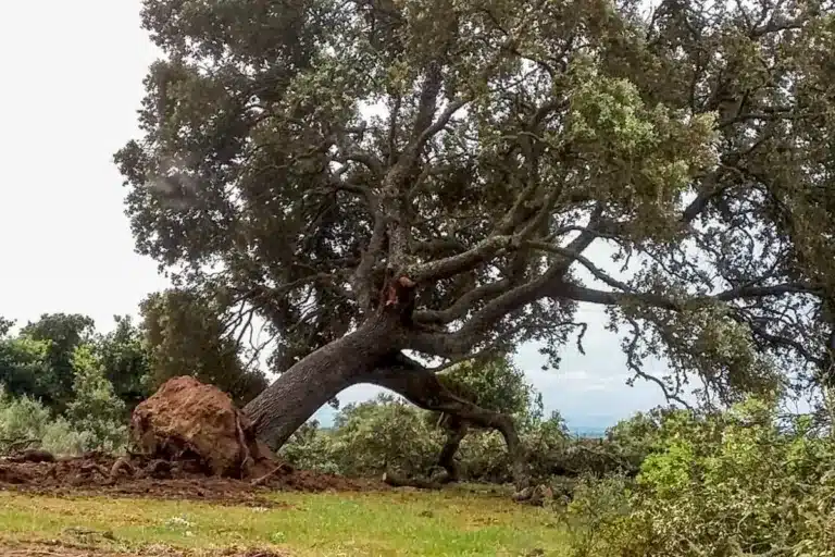 encina-talada