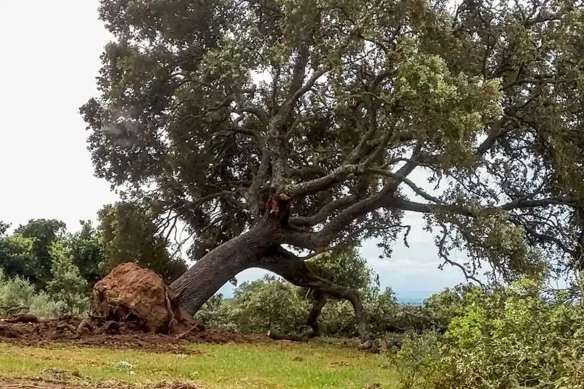 encina-talada