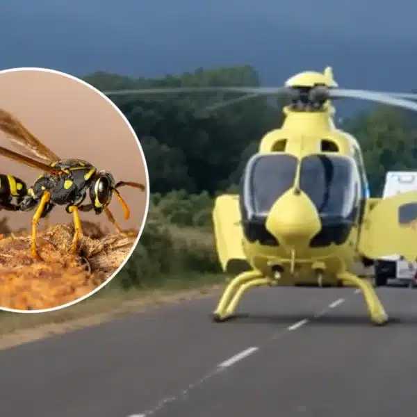 fallece ciclista picadura avispa