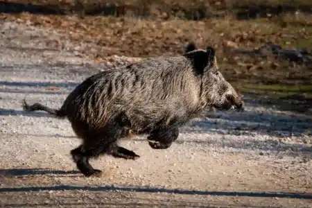 Un jabalí cruza un camino.