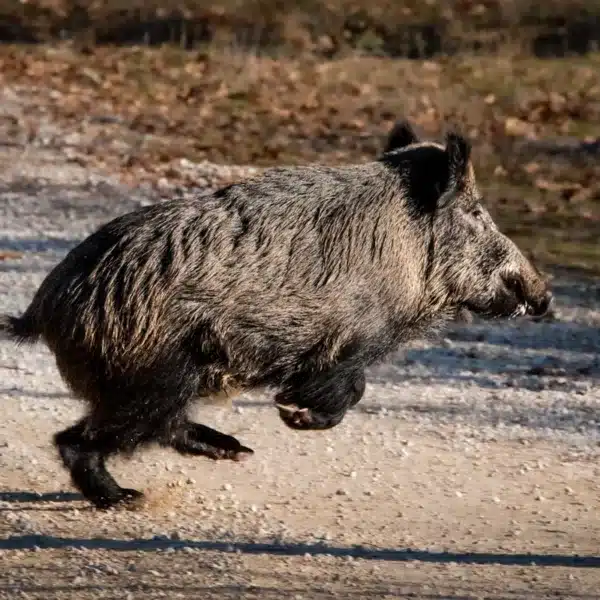 Un jabalí cruza un camino.