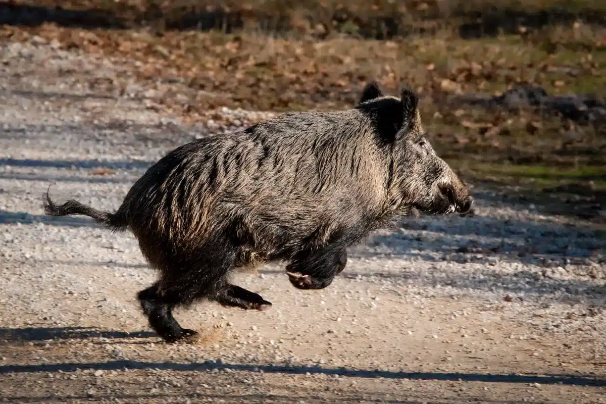 Un jabalí cruza un camino.