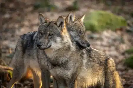 Lobos euroasiáticos.