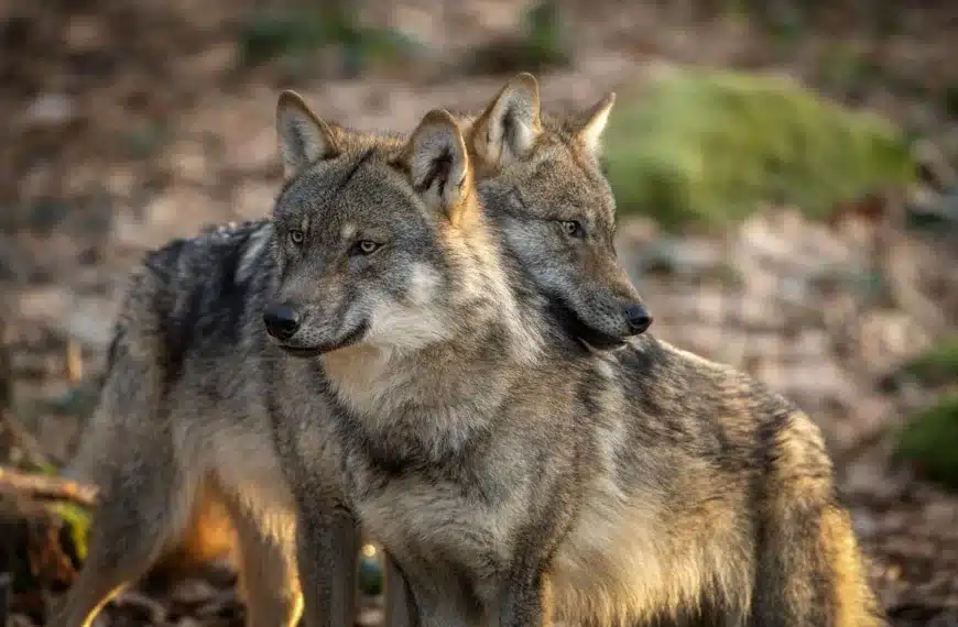 Lobos euroasiáticos.