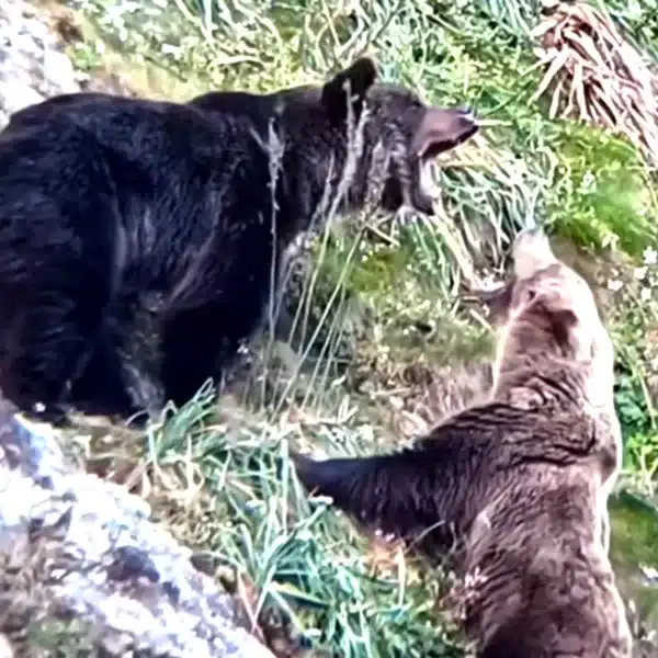 oso mata crías hembra celo