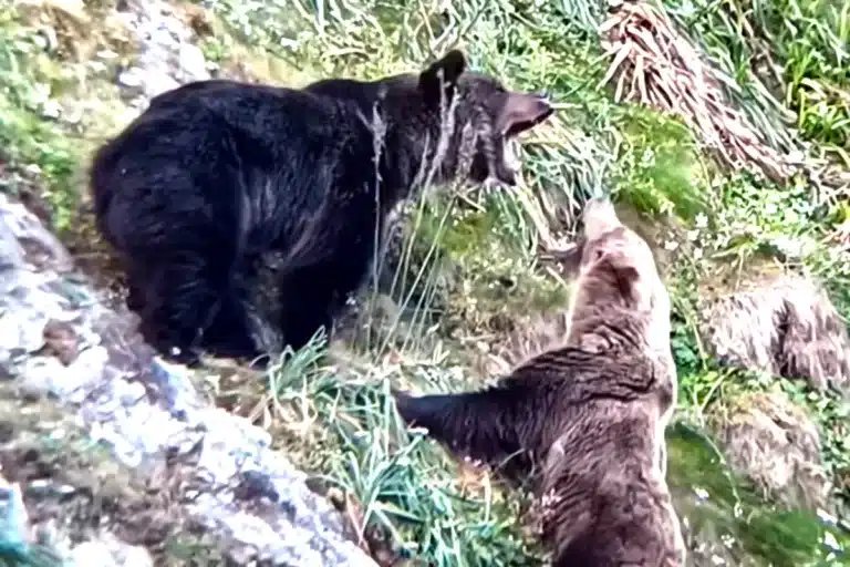 oso mata crías hembra celo
