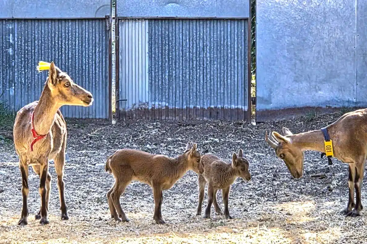 primeras cabras monteses del mundo fecundación in vitro