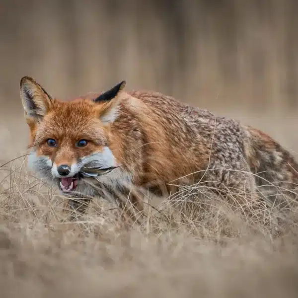 Zorro comiendo una especie protegida.