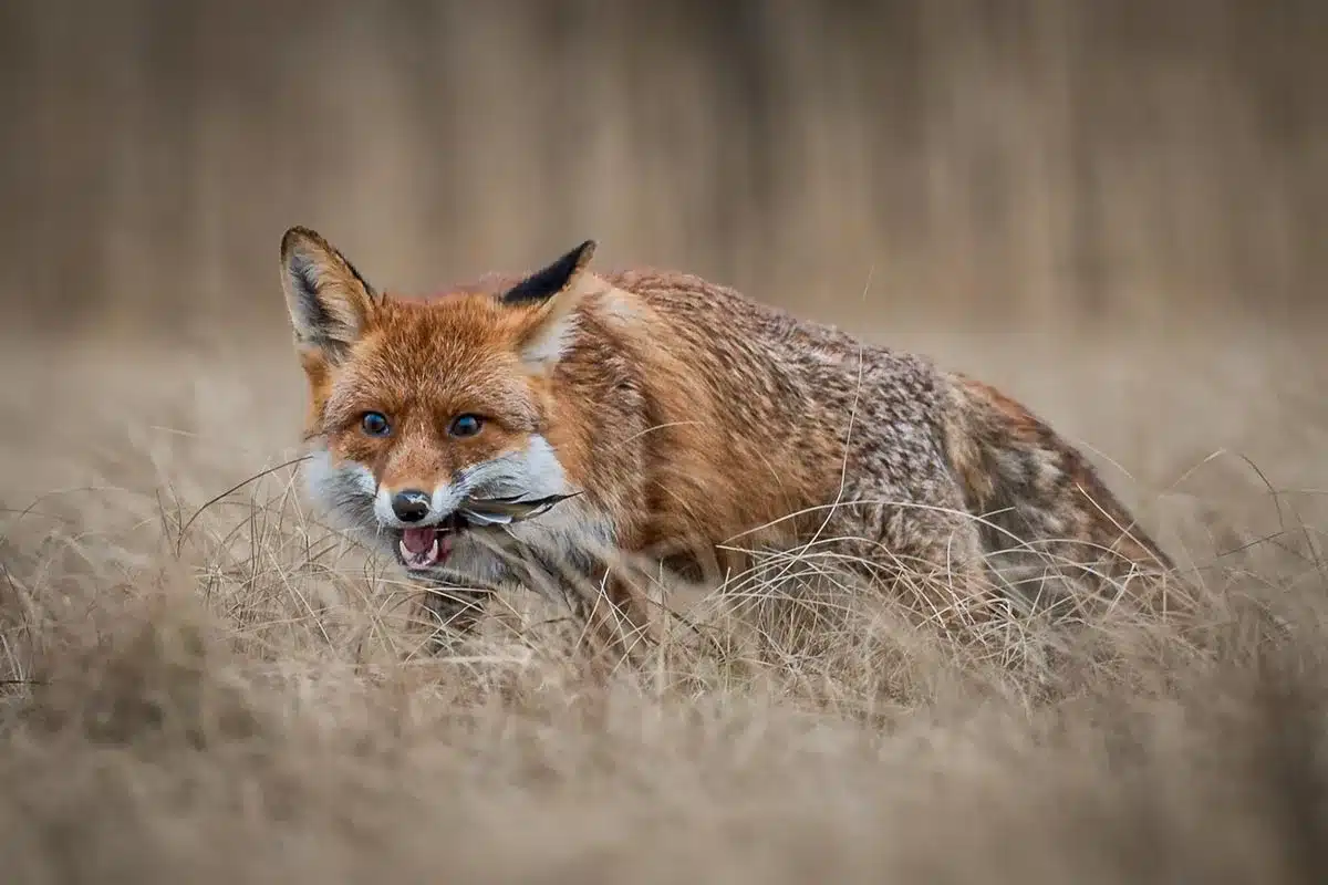 Zorro comiendo una especie protegida.