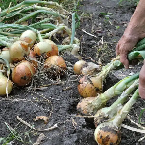 agricultor cebollas