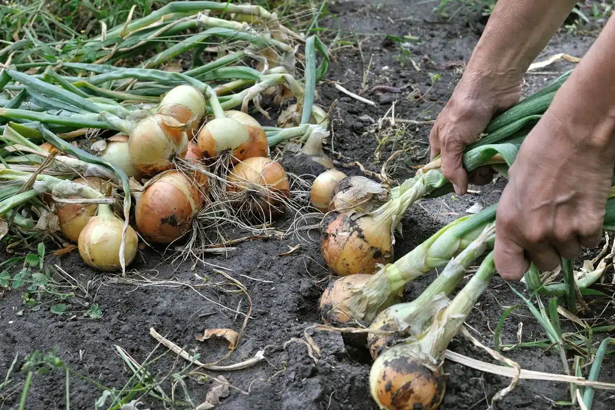 agricultor cebollas