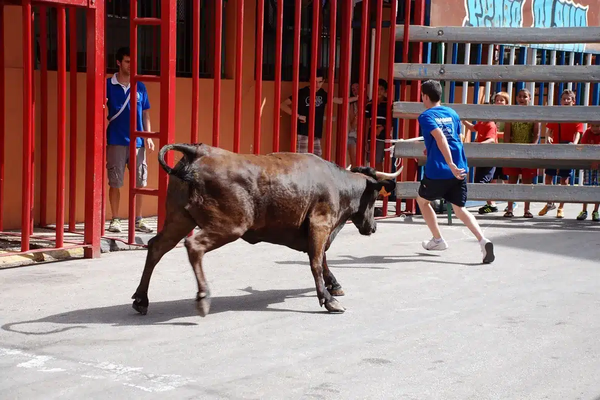 cazador abate vaquilla bous al carrer