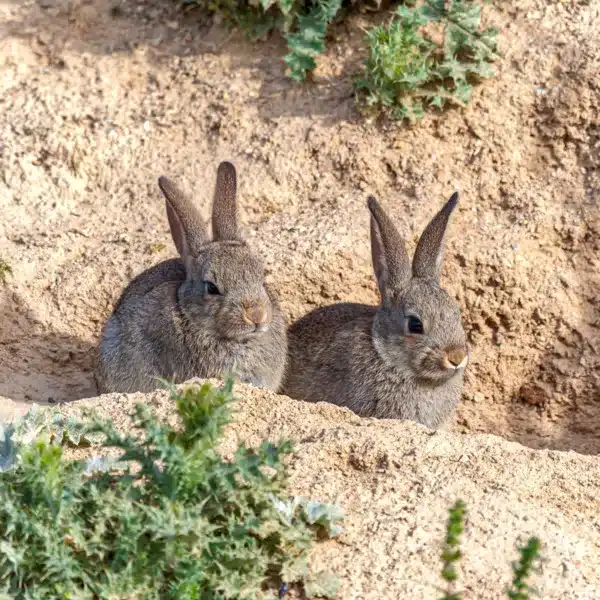 conejos plomo