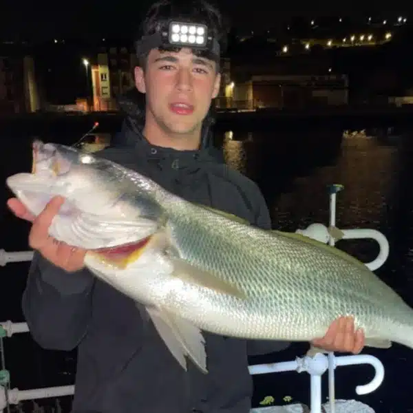Corvina 10 kilos