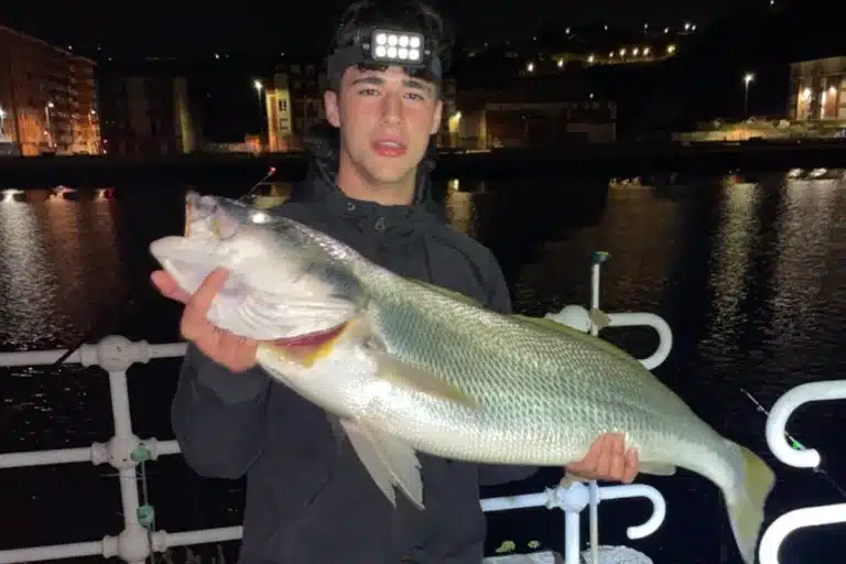 Corvina 10 kilos