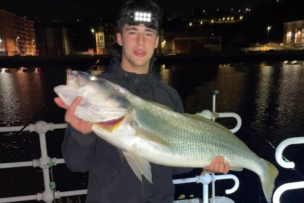Corvina 10 kilos