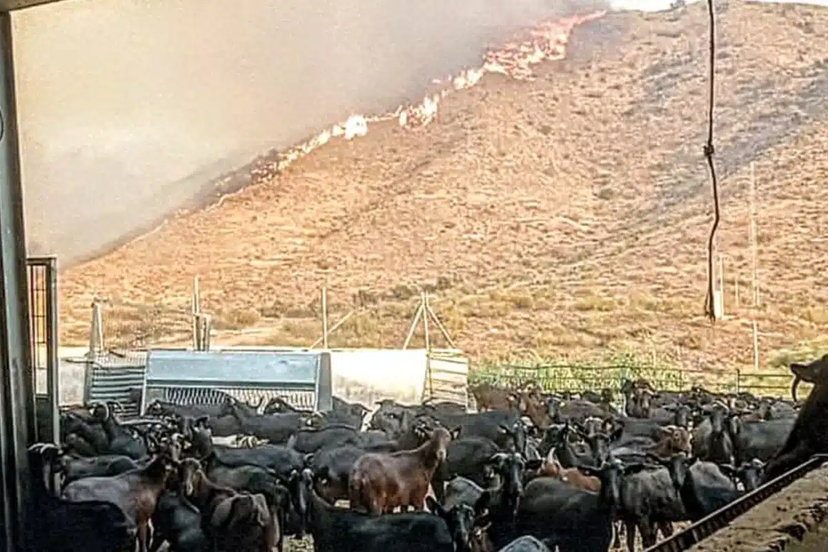 detienen ganaderos cabras incendio Almería
