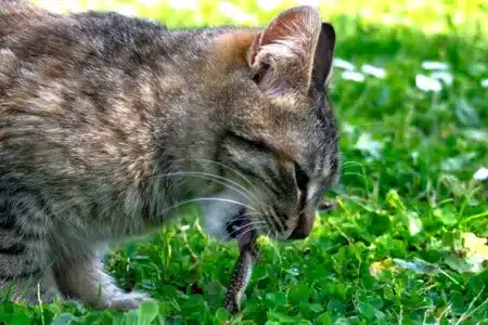 gatos fauna protegida